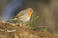 Cervenka obecna - Erithacus rubecula - European Robin 4921